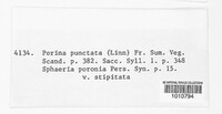 Poria punctata image